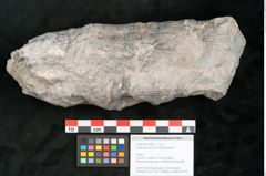 Foto (Objekt + Etikett) von Calamites communis Ettingshausen (NHMW-GEO-2024-0188-10967)